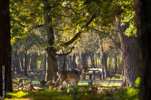 A herd of fallow deers in a forest during rutting season during the morning hours at a sunny day in autumn.