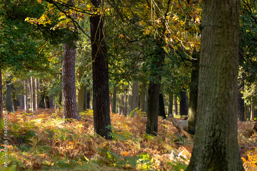 A female fallow deer walking through a forest at a cloudy day in autumn in Hesse, Germany. A female fallow deer walking through a forest at a cloudy day in autumn in Hesse, Germany.