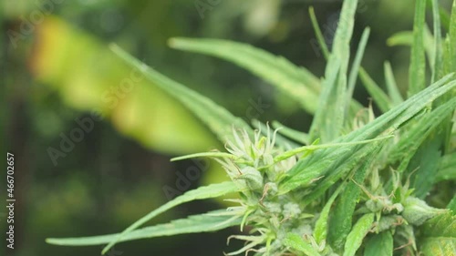 Fresh green cannabis plant. Growing organic cannabis herb on the farm outdoor. Close-up young hemp. Marijuana plantation for medical concept
