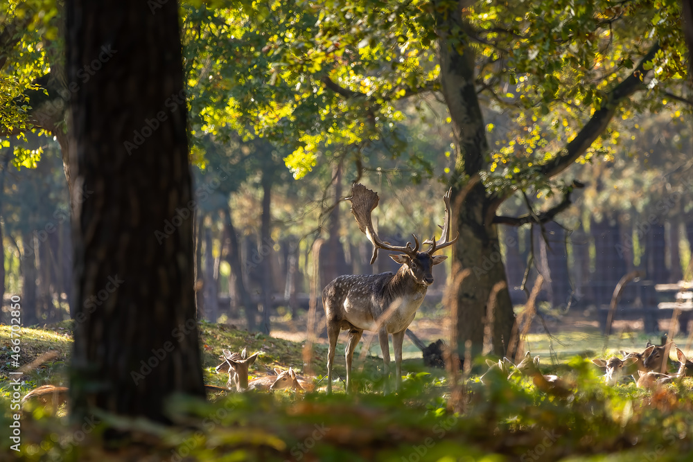 A herd of fallow deers in a forest during rutting season during the morning hours at a sunny day in autumn. A herd of fallow deers in a forest during rutting season during the morning hours at a sunny day in autumn.