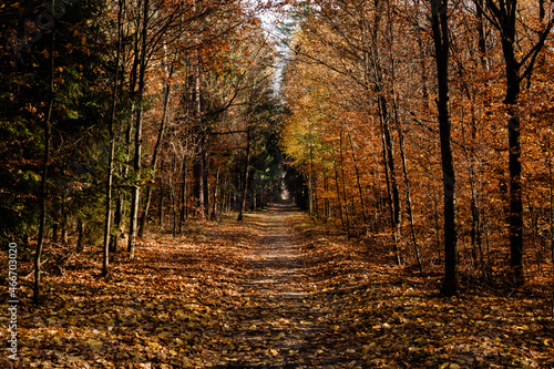 Leśna jesienna ścieżka w promieniach ciepłego słońca © Ianu Arius