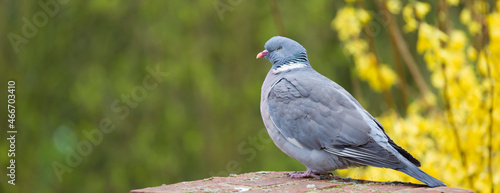 Wood pigeon in UK garden, banner photo