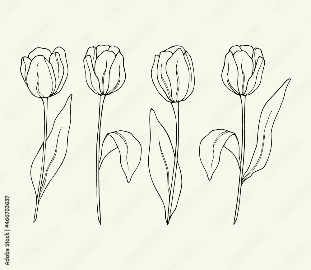 Fototapeta Set of hand drawn tulips