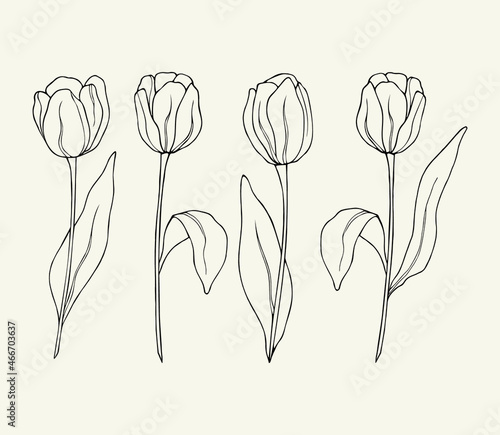 Set of hand drawn tulips