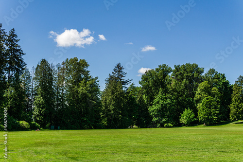 Sunny green meadow with trees on background and blue sky