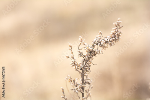 Growing wild grass wormwood in the field during the evening warm summer sunset. Wormwood in warm light. Wormwood healing herb concept