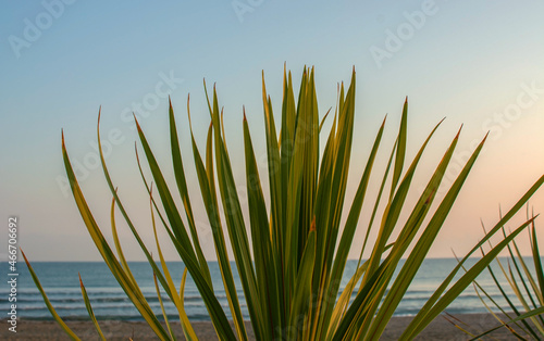 small palm tree and sea in background.