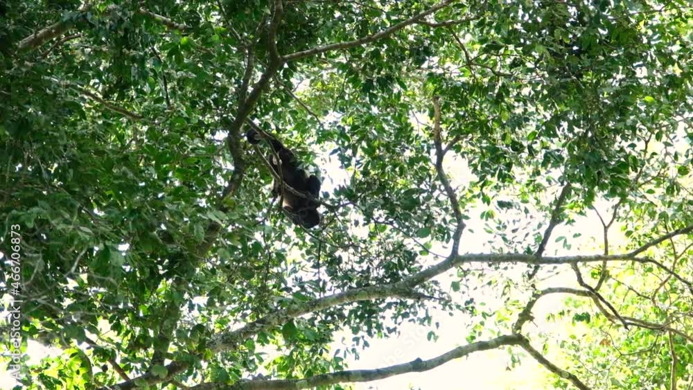 Golden-mantled howling monkey on the top of a tree in Manuel Antonio National Park, Costa Rica Golden-mantled howling monkey on the top of a tree in Manuel Antonio National Park, Costa Rica