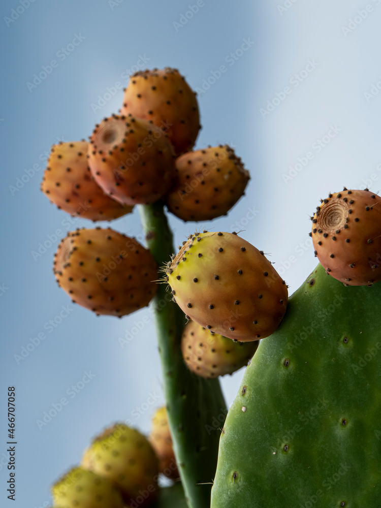 prickly pear cactus with fruits prickly pear cactus with fruits