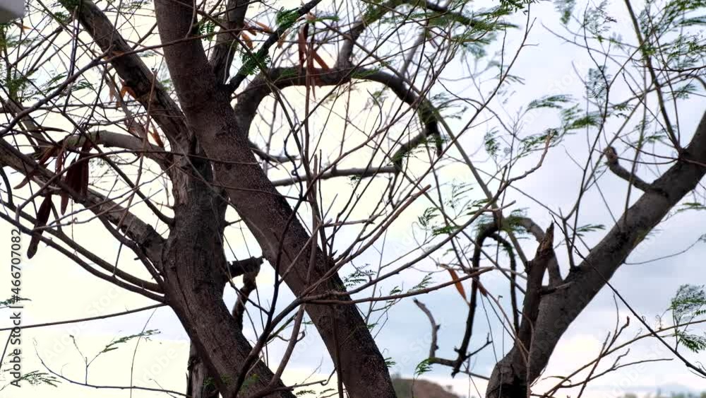 Outdoors amongst mother nature walking embracing nature, practising mindfulness watching tree branches moving in the wind with a gentle breeze. Outdoors amongst mother nature walking embracing nature, practising mindfulness watching tree branches moving in the wind with a gentle breeze.