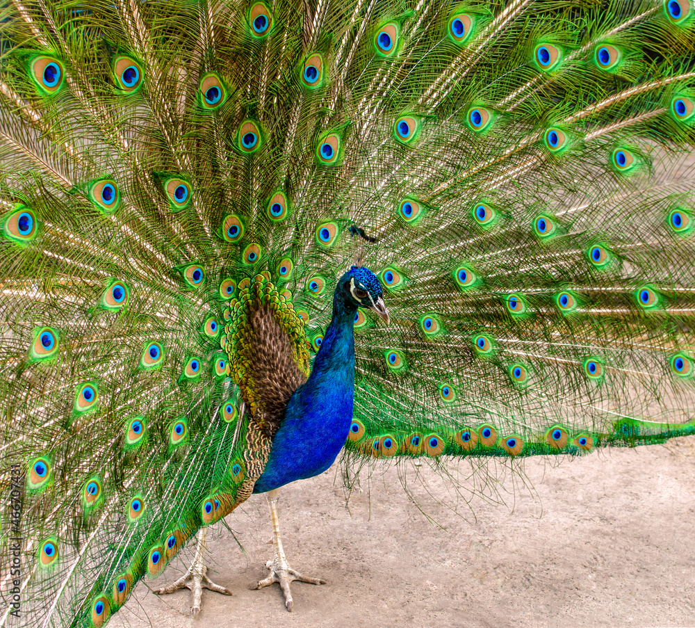 Fototapeta premium male peacock with beautiful feathers