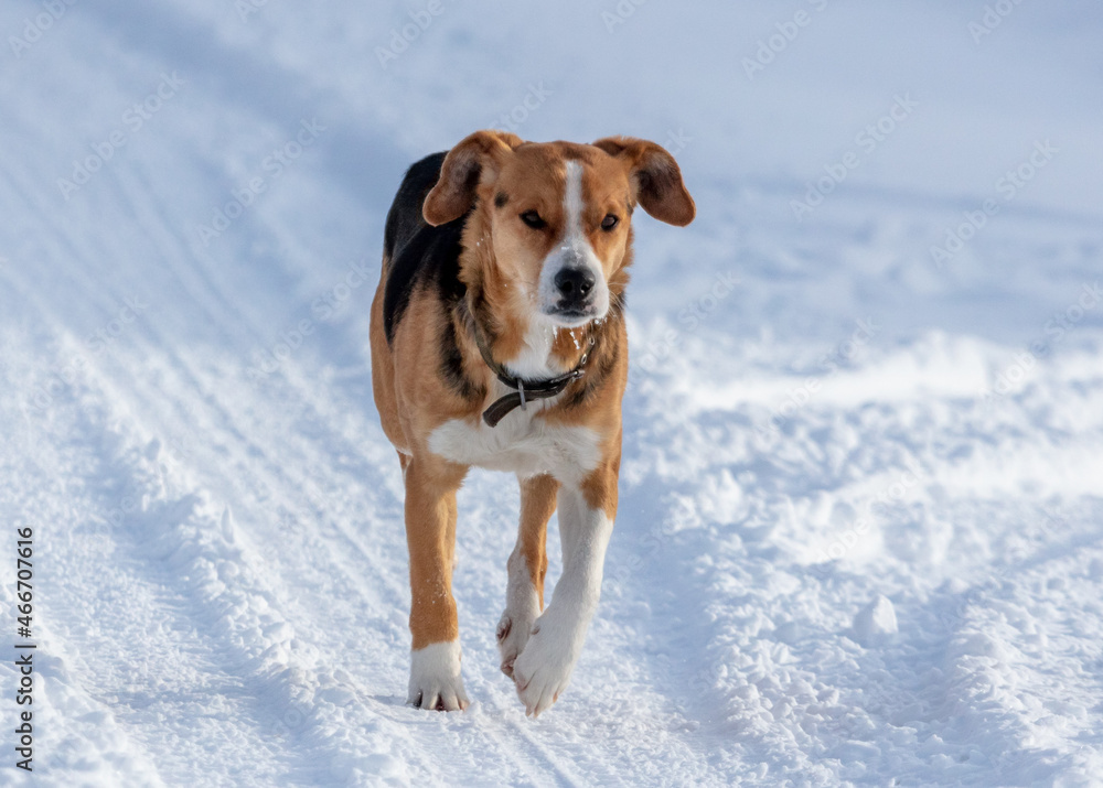 The dog runs in the snow