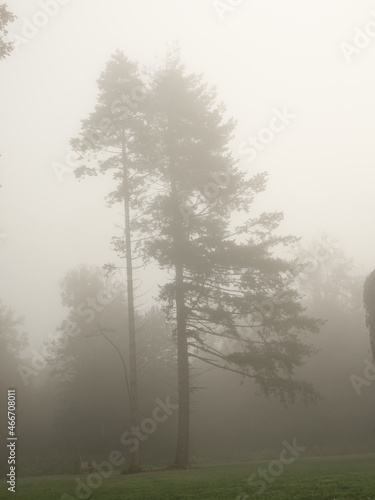 fog in the forest