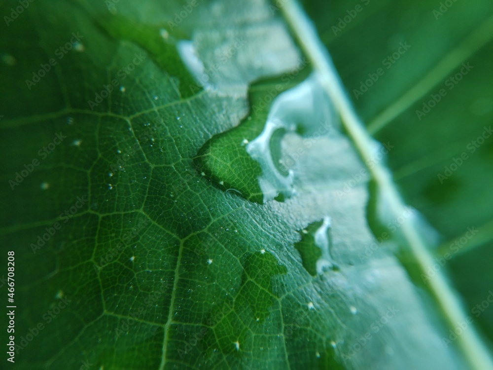 Colorful image of water drop on leaf. Macro photograph. Close up to object. Colorful image of water drop on leaf. Macro photograph. Close up to object.