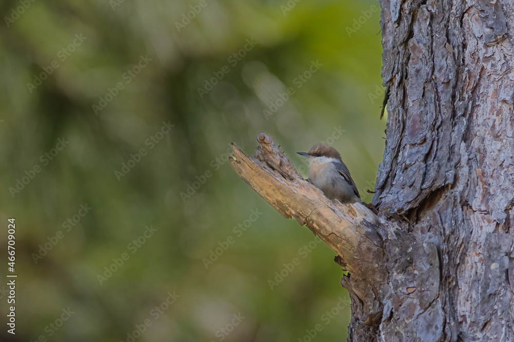A brown-headed nuthatch (Sitta pusilla) perched on a short branch at the trunk of a tree in St. Augustine, Florida.