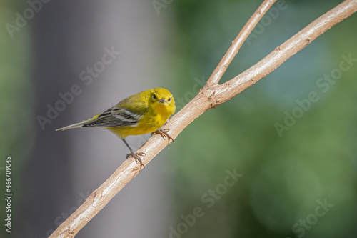 A male pine warbler (Dendroica pinus) perched on a bare branch in St. Augustine, Florida. photo