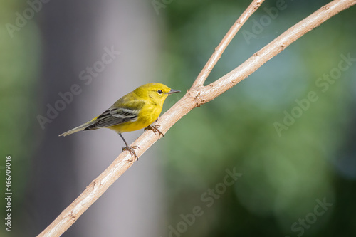 A male pine warbler (Dendroica pinus) perched on a bare branch in St. Augustine, Florida. © regis