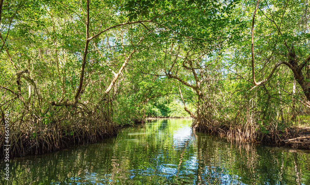 tropical mangrove forest