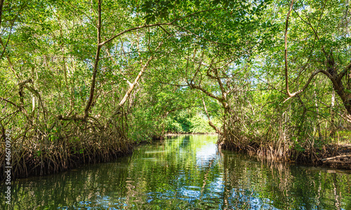 tropical mangrove forest