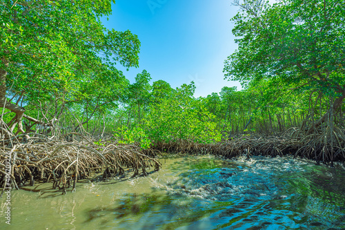 tropical mangrove forest