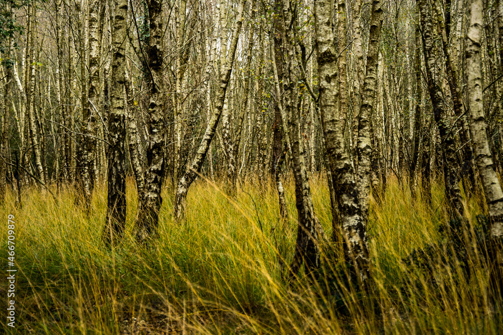 Obraz premium Autumn ,young forest...