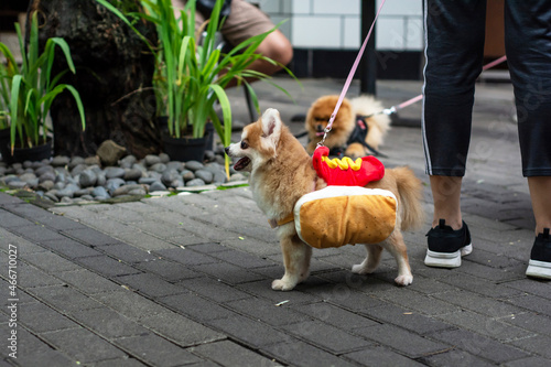 portrait of small dog on the street. cheerful little dog strolling on the busy street © itsuky