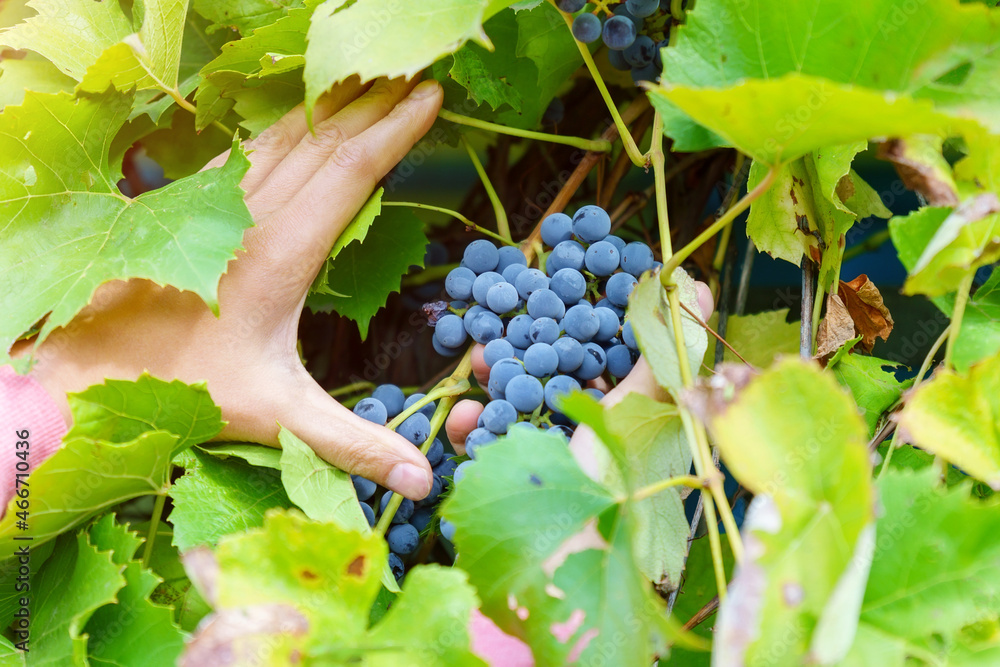 Ripe black grapes close-up harvesting. Plant. Fruit growing. Selective focus
