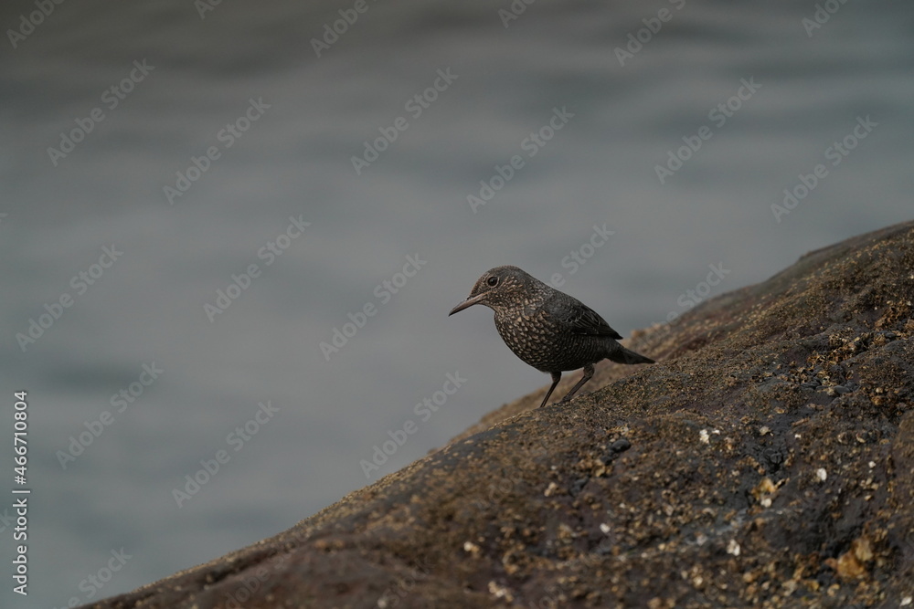 blue rock thrush on the rock blue rock thrush on the rock