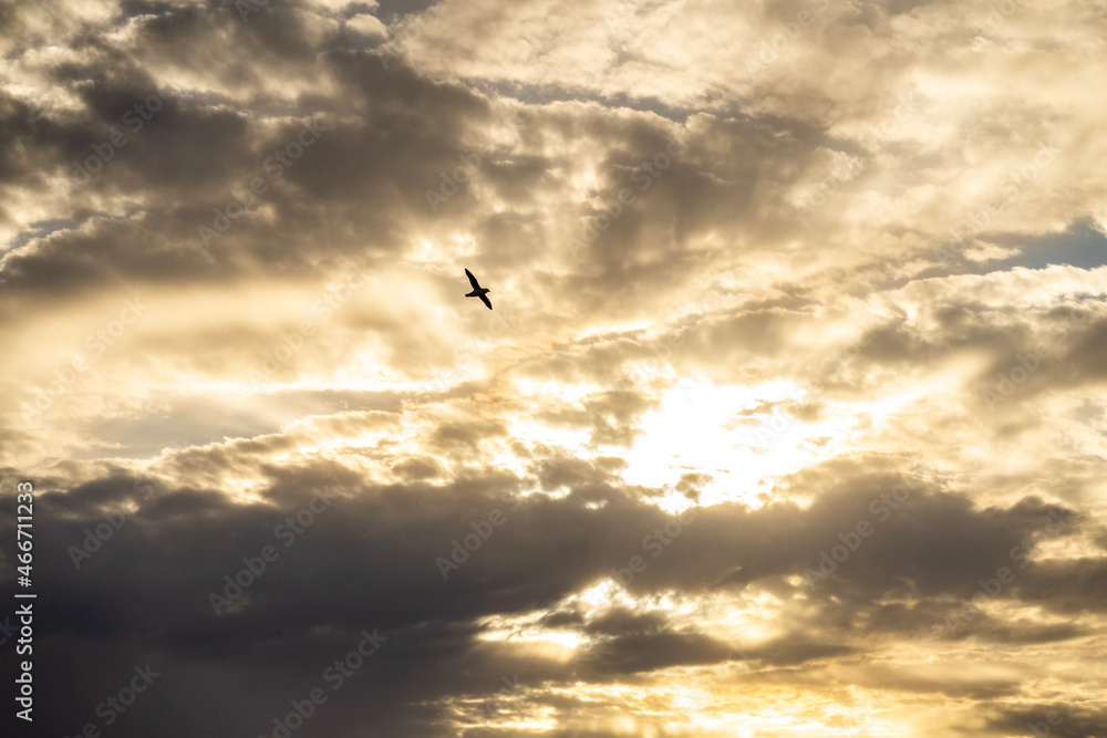 seagull in the sky