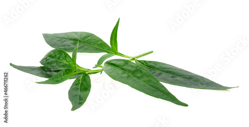 Andrographis paniculata leaf isolated on white background.