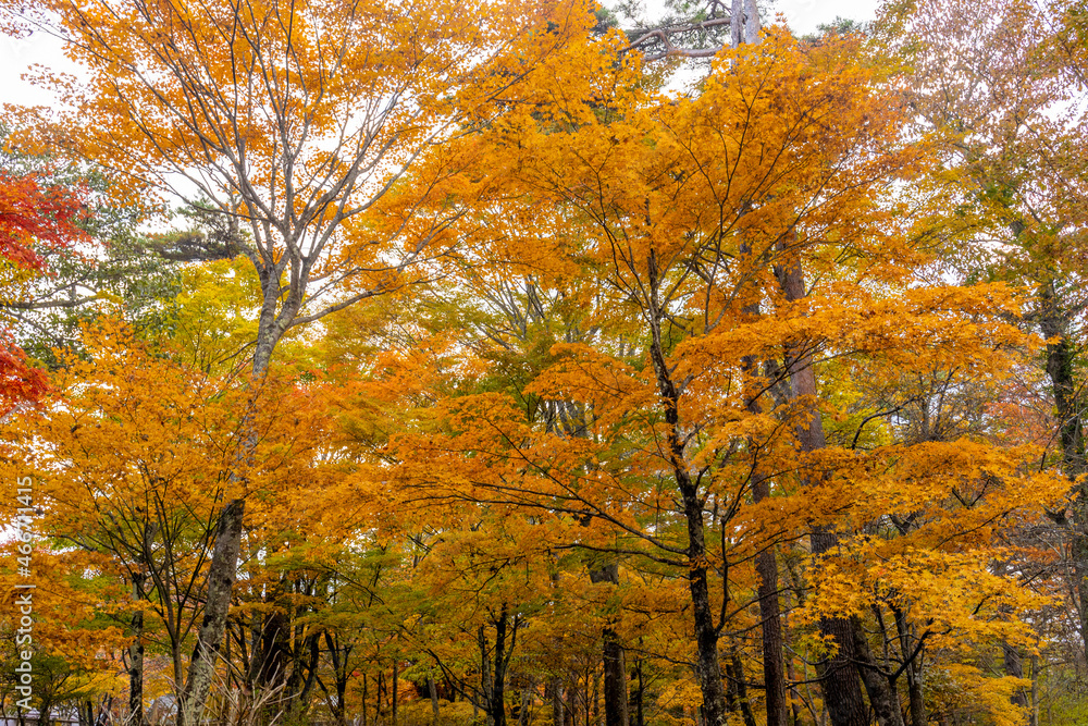 Fototapeta premium 紅葉