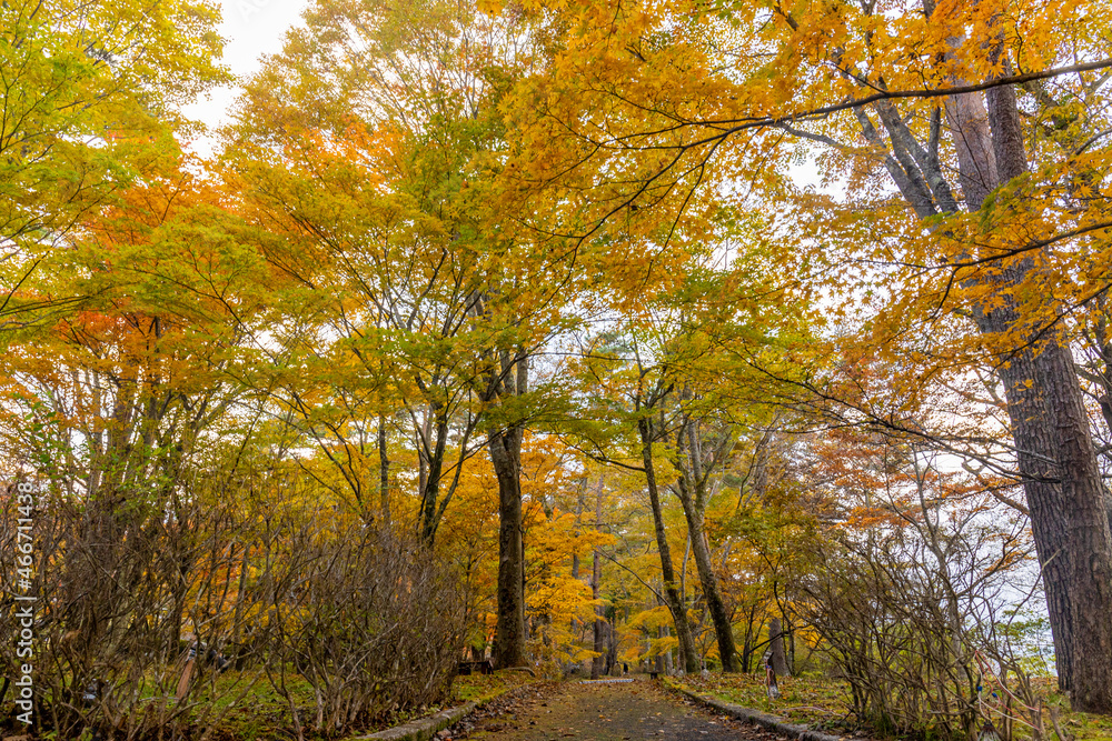 Naklejka premium 紅葉