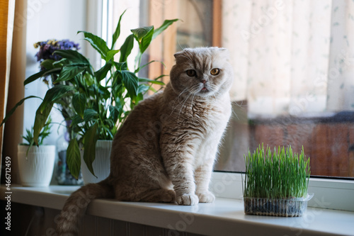 Cute Scottish fold cat sitting near catnip or cat grass grown from barley, oat, wheat or rye seeds. Cat grass is grown indoors for household pets. Cat tasting grass near flower pot on window at home.