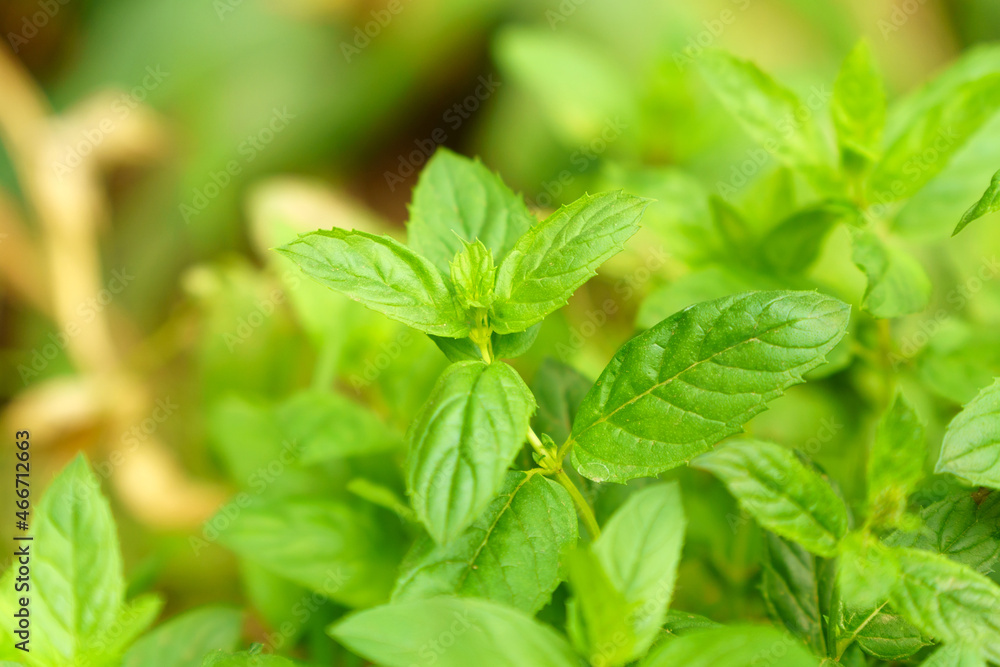 Mint background with green leaves.Leaves of grass in the garden. Selective focus Mint background with green leaves.Leaves of grass in the garden. Selective focus