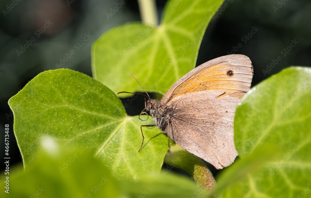 Schmetterling (Kleines Wiesenvögelchen) auf Efeu Schmetterling (Kleines Wiesenvögelchen) auf Efeu