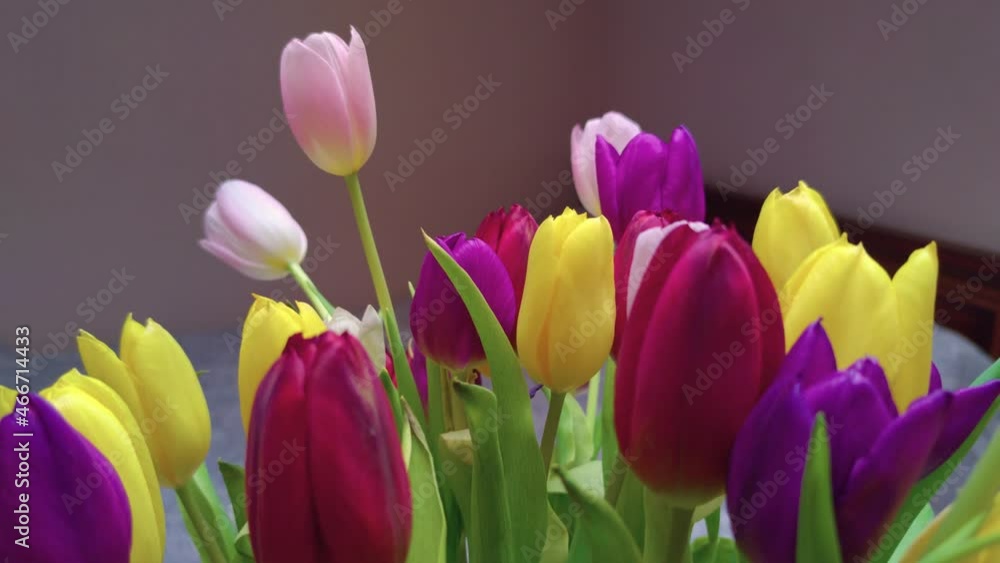 Multicolored tulips closeup camera movement Multicolored tulips closeup camera movement