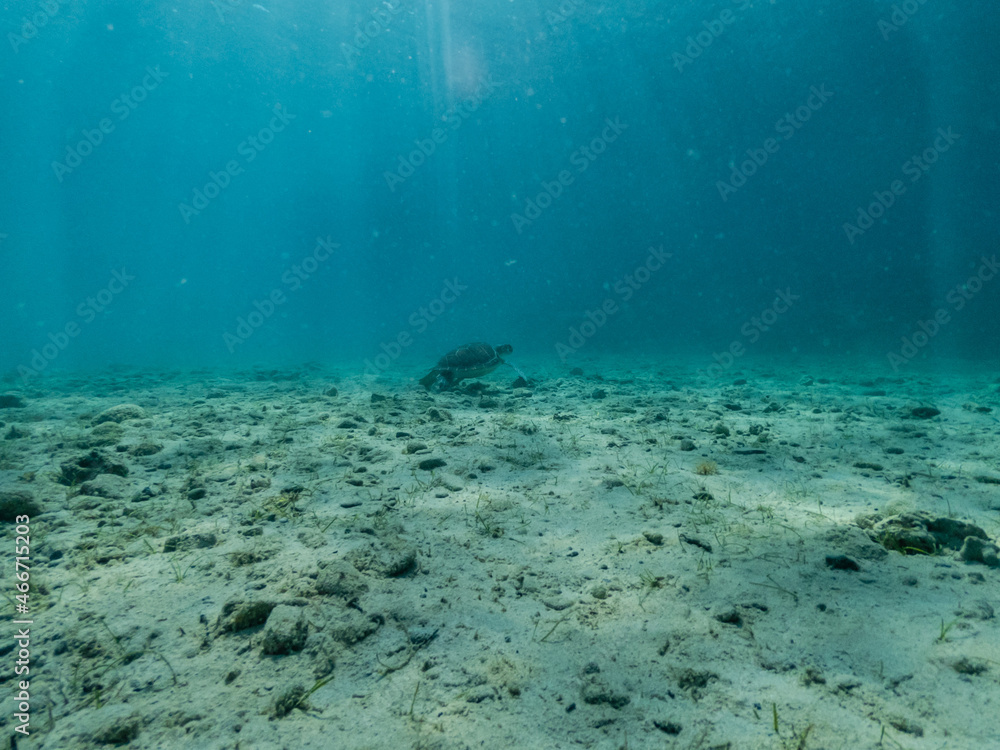 Underwater photo of turtle on sandy bottom