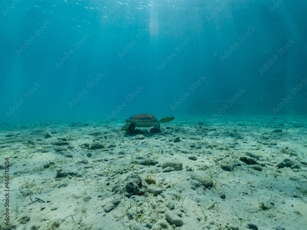 Underwater photo of turtle on sandy bottom Underwater photo of turtle on sandy bottom