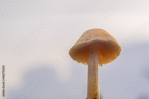 wild mushrooms taken at close range (macro) forest mushrooms often grow during the rainy season