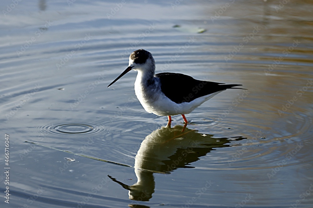 Obraz premium oiseau