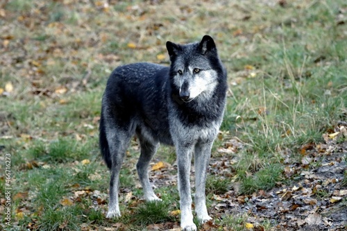 loup