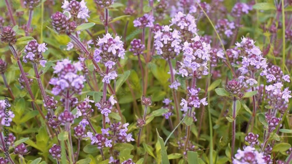 wild Breckland thyme (Thymus serpyllum) flower is a well known medicinal herb prepared as tea
wild Breckland thyme (Thymus serpyllum) flower is a well known medicinal herb prepared as tea