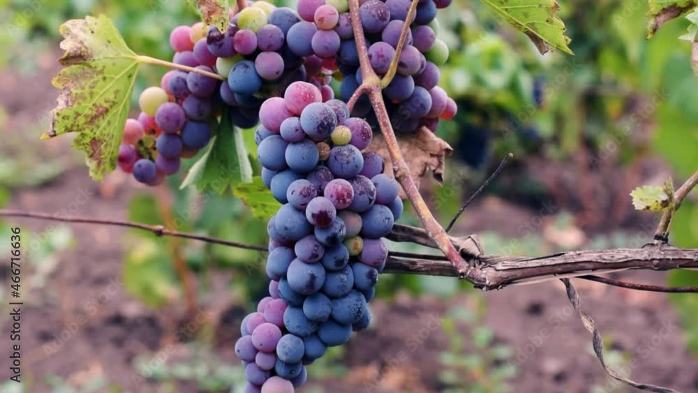 unpicked grapes hanging from the grapevine moving in the wind
unpicked grapes hanging from the grapevine moving in the wind