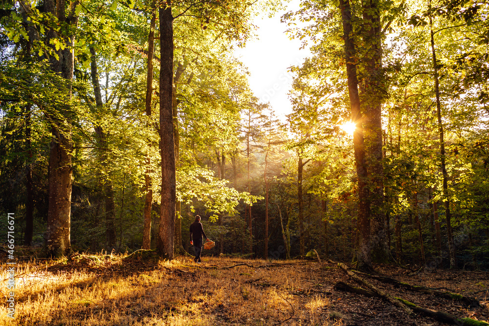 Man picking mushrooms in a lush forest in autumn at dawn Man picking mushrooms in a lush forest in autumn at dawn