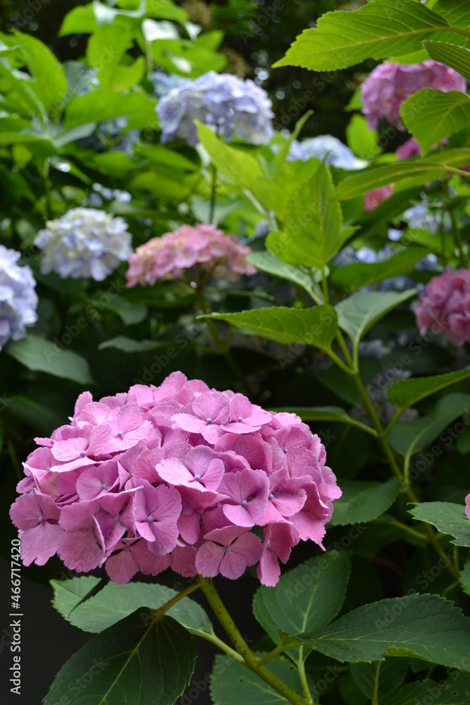 紫陽花 紫陽花