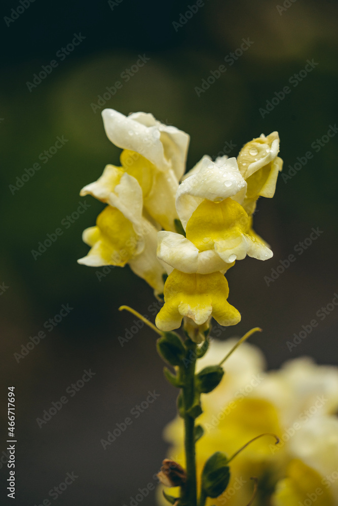 yellow flower yellow flower