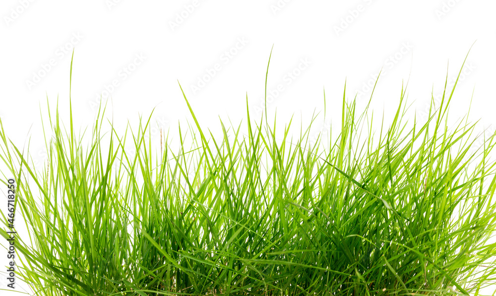Obraz premium Green grass isolated on white background.