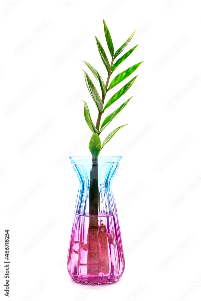 Zanzibar Gem branches with green fresh leaves in vases isolated on white background Zanzibar Gem branches with green fresh leaves in vases isolated on white background