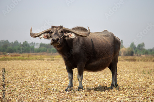 Portrait of Thai buffalo in grass field.