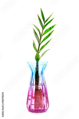 Zanzibar Gem branches with green fresh leaves in vases isolated on white background